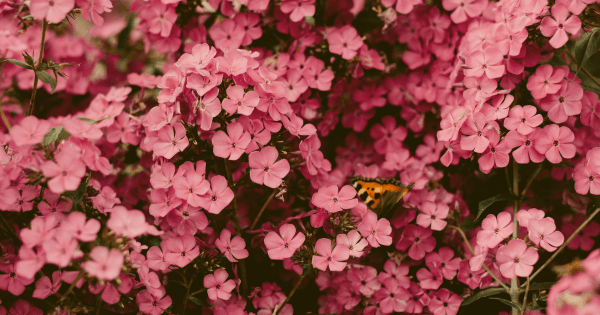 How to prepare for the Spring property season. How to prepare for the Spring property season.